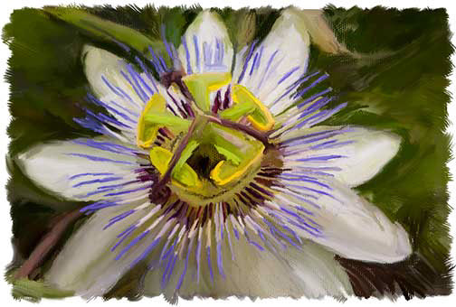 %_tempFileNamepassion-flower%