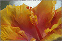 %_tempFileNamehibiscus%