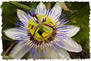 %_tempFileNamepassion-flower%