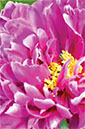%_tempFileNamepeony%